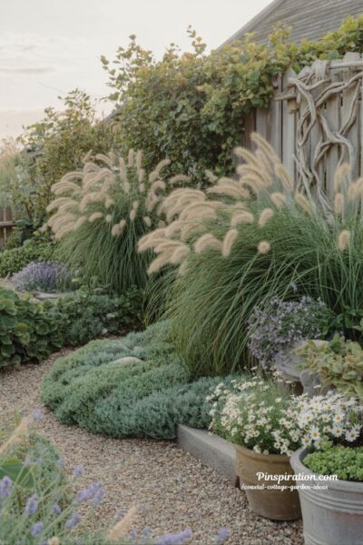 Ornamental grasses in a coastal cottage garden with soft wind movement