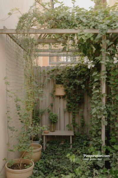 Small garden ideas with climbing plants for natural privacy using ivy and jasmine green walls to softly shape outdoor boundaries
