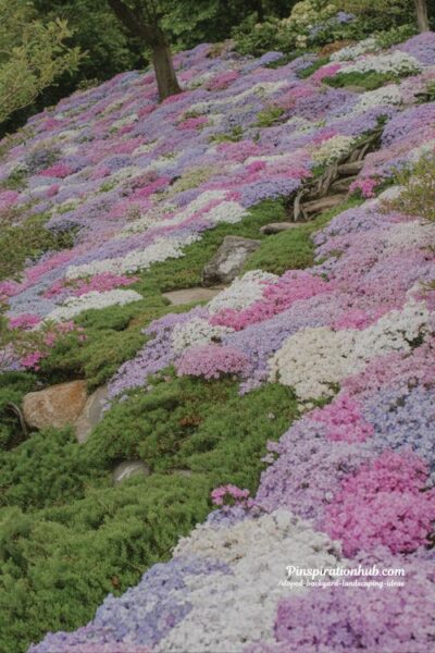 Creeping phlox hillside groundcover with vibrant spring flowers on sloped garden