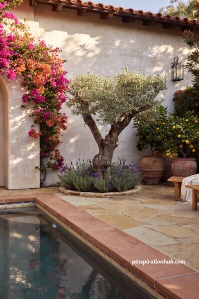Spanish style pool with bougainvillea wall, olive tree, and lavender landscaping
