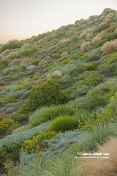 native plant sloped backyard landscaping with ornamental grasses and shrubs for erosion control natural hillside restoration garden design in warm golden light