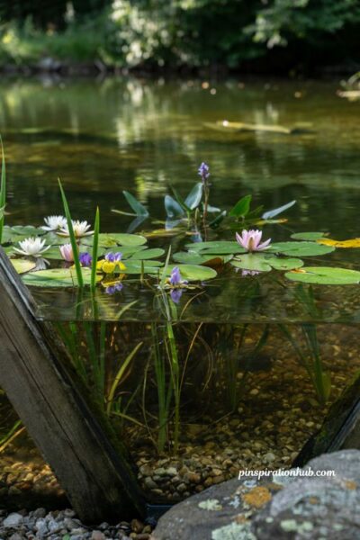 Natural swimming pool regeneration zone with water lilies reeds and aquatic plants filtering water