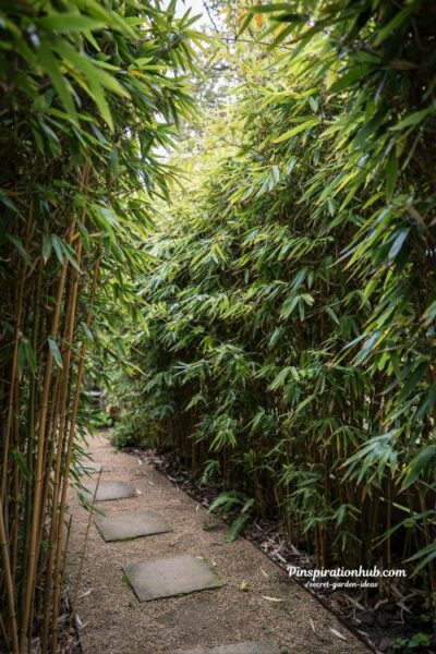 bamboo grove garden privacy screening with dense clumping bamboo creating a natural hidden outdoor retreat